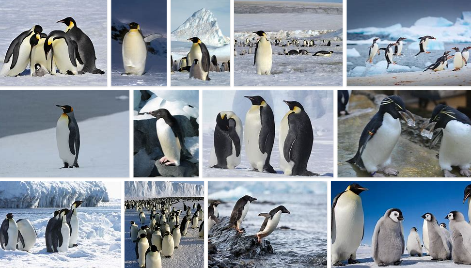 are penguins mammals